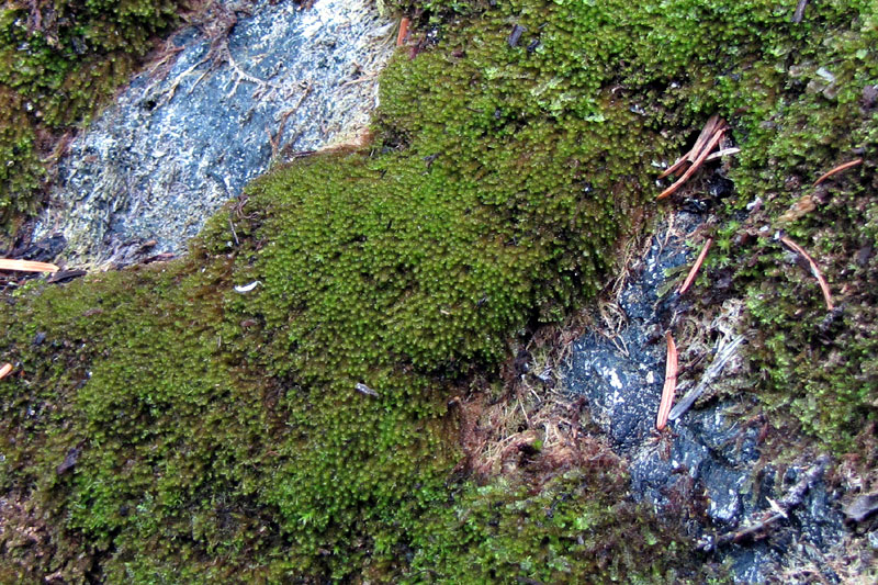 Marsupella emarginata